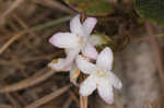 Trailing arbutus